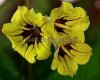 Streptocarpus Seeds  RD-PEPSON